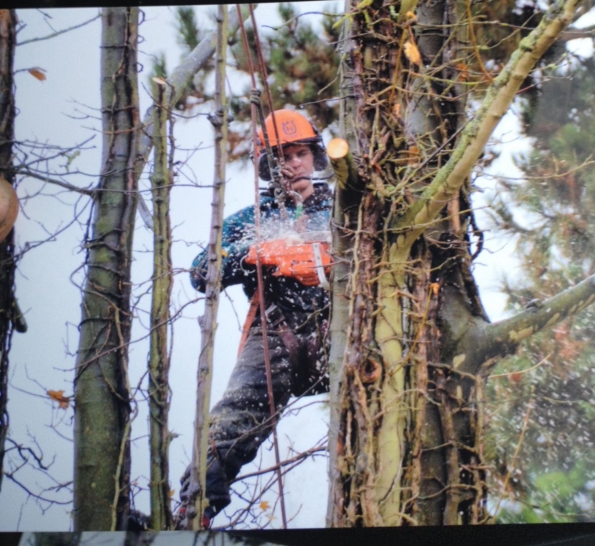 Tree surgeon mid-cut with a chainsaw, roped into the canopy