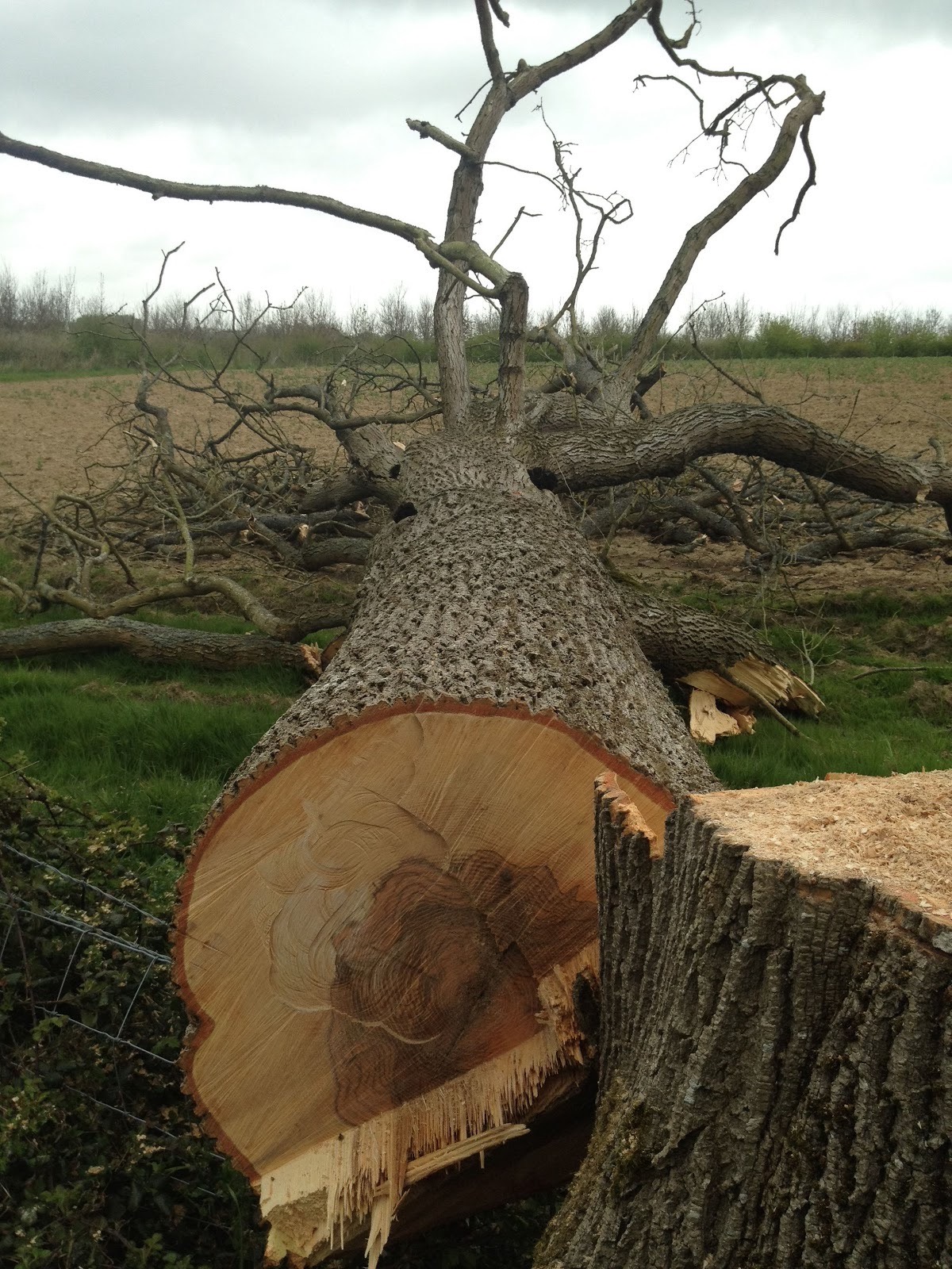Cross-section of a freshly felled tree trunk