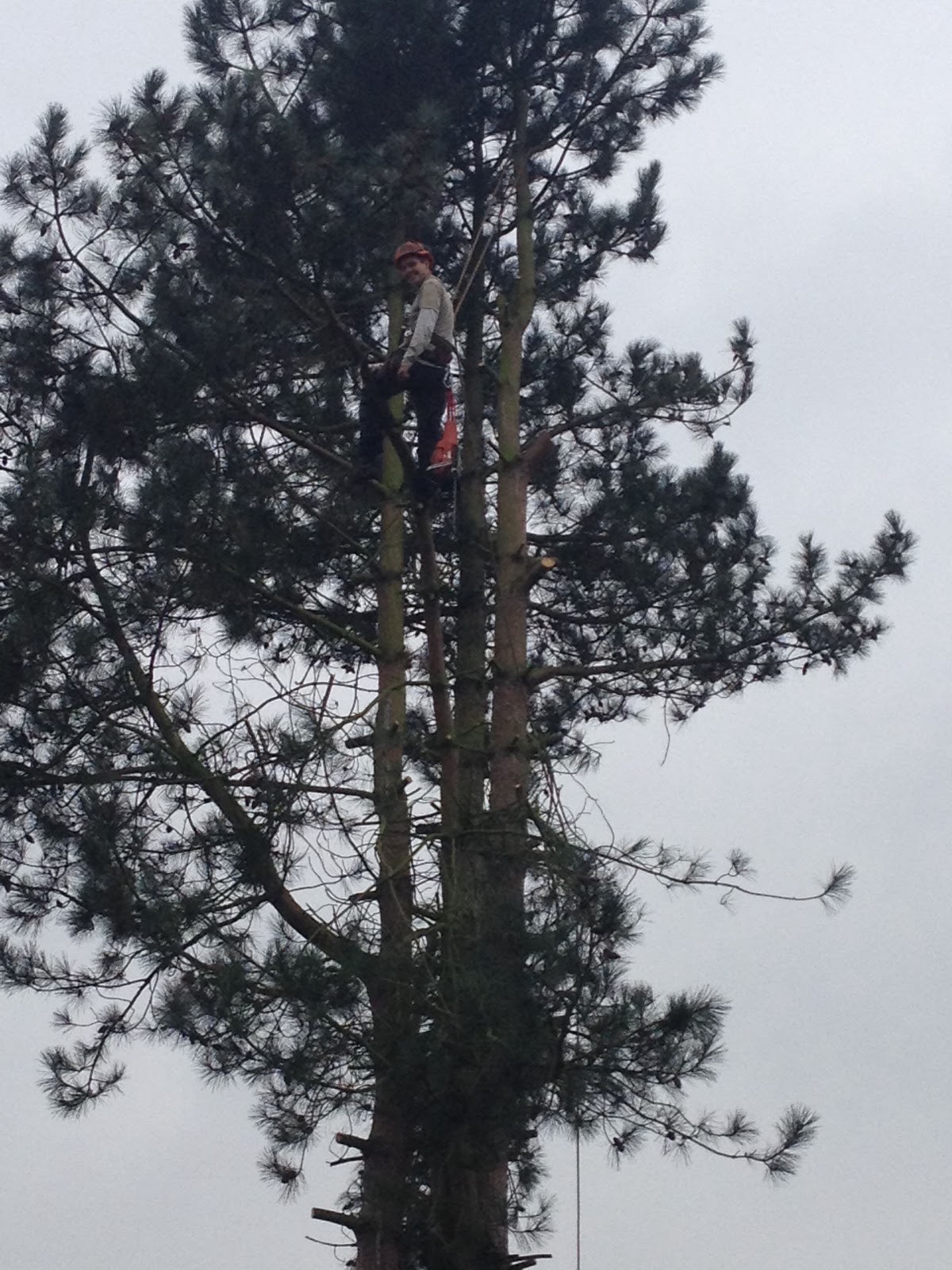 Tree surgeon high in a pine tree during a take-down