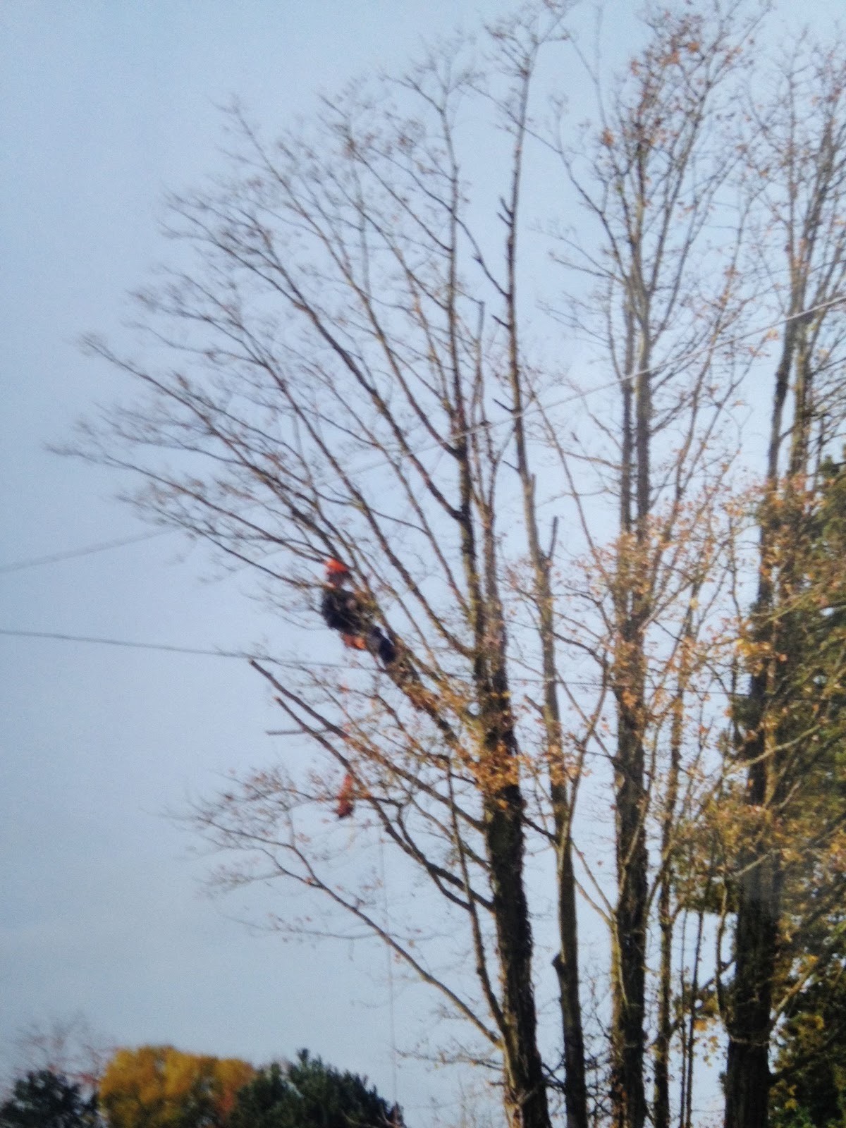 Tree surgeon working a sycamore take-down with a chainsaw