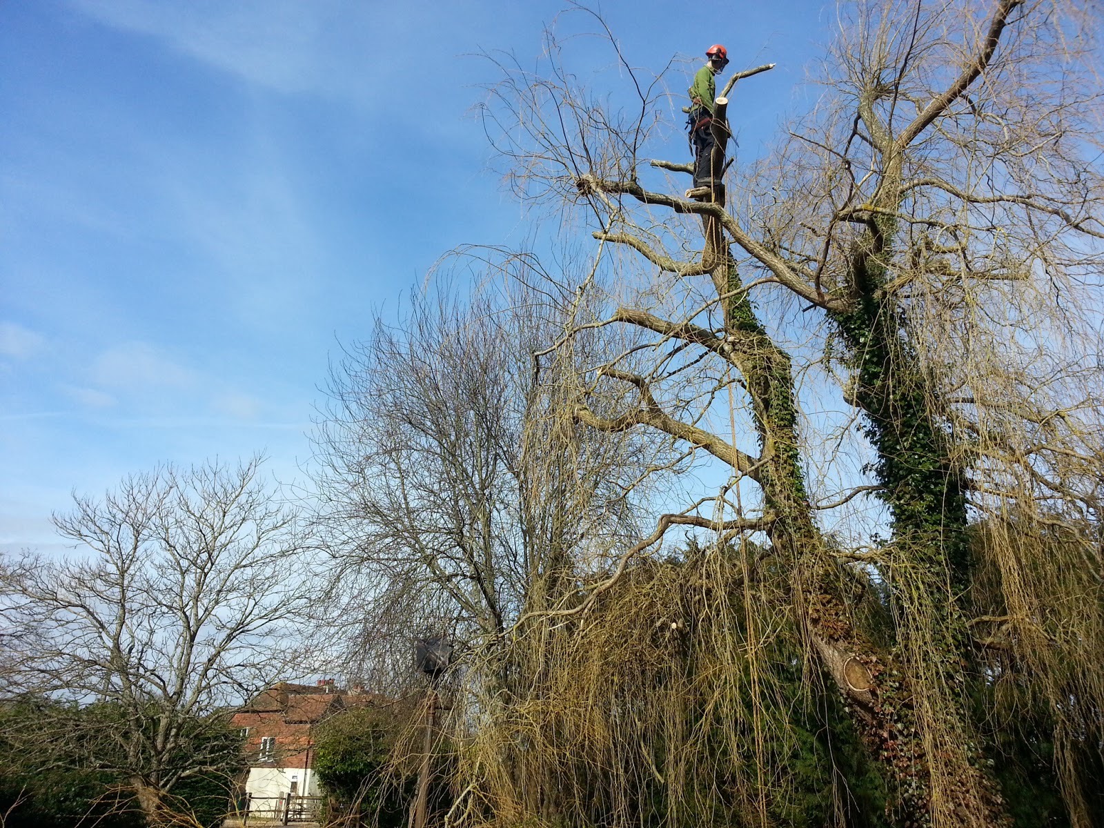 Tree surgeon working high in the crown of a willow tree, roped and harnessed